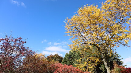 Autumn Fall October in Canada maple leaves trees yellow red green colorful