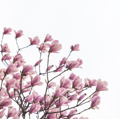 Obraz premium pink magnolia flower spring branch isolated on white background