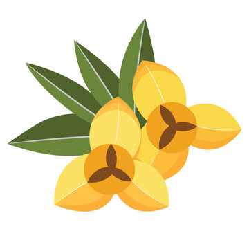 Romduol Cambodia National Flower with Leaves Illustration