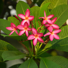 frangipani or plumeria tropical flower in nature