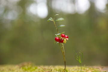 Close-up of vibrant red lingonberries growing on a branch in a natural outdoor setting
