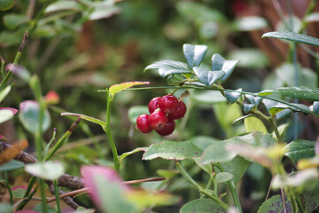Close-up of vibrant red lingonberries on a green plant in a lush garden setting
