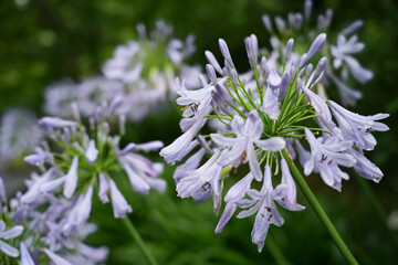 清涼なアガパンサスの花