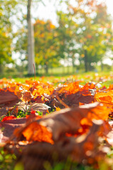 Autumn landscape, beautiful city park with fallen yellow leaves. Close up of bright foliage in foreground. Concept of fall season. Golden background. Ground level view