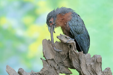 A young chestnut-breasted malkoha is preying on a large earthworm. This beautifully colored bird has the scientific name Phaenicophaeus curvirostris.