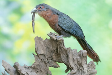 Fototapeta premium A young chestnut-breasted malkoha is preying on a grasshopper. This beautifully colored bird has the scientific name Phaenicophaeus curvirostris.