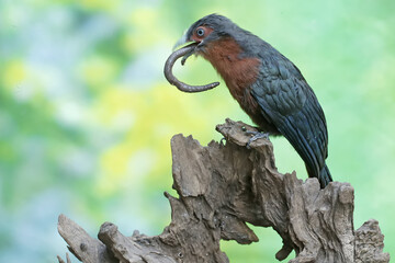 Obraz premium A young chestnut-breasted malkoha is preying on a large earthworm. This beautifully colored bird has the scientific name Phaenicophaeus curvirostris.