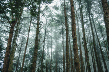 Tropical rain forest and fog background
