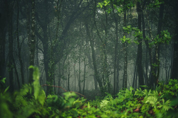 Fototapeta premium Tropical rain forest and fog background