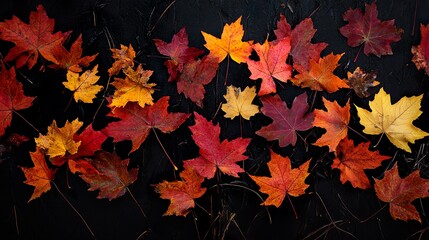 Fototapeta premium Maple leaves
