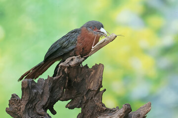A young chestnut-breasted malkoha is preying on a grasshopper. This beautifully colored bird has the scientific name Phaenicophaeus curvirostris.