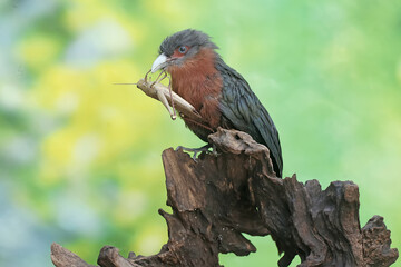 A young chestnut-breasted malkoha is preying on a grasshopper. This beautifully colored bird has the scientific name Phaenicophaeus curvirostris.
