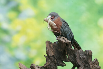 A young chestnut-breasted malkoha is preying on a grasshopper. This beautifully colored bird has the scientific name Phaenicophaeus curvirostris.