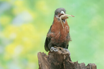 A young chestnut-breasted malkoha is preying on a grasshopper. This beautifully colored bird has the scientific name Phaenicophaeus curvirostris.