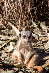 Obraz premium Relaxed Meerkat
