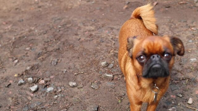 Cute Petit brabancon playing outdoor. Small dog jumping and running. Funny behavior of animal. Smooth-haired griffon