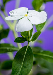 Blooming white Catharanthus on a purple background