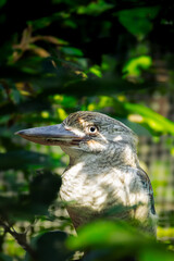 Australian (Queensland) Kookaburra