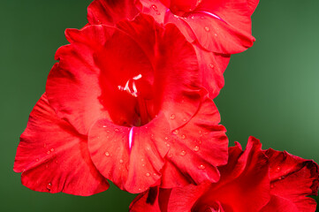 Blooming red gladiolus Oscar on a green background