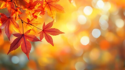 Autumn leaves on a golden blurred background