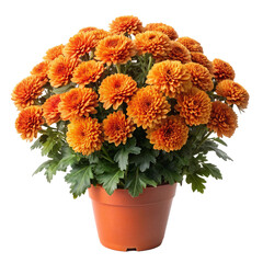 Png orange chrysanthemum flower in a pot