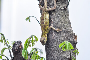 Cekibar or Draco volans is a species of flying lizard that is distributed in the western Indonesian archipelago.