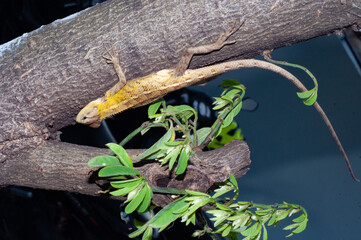 Cekibar or Draco volans is a species of flying lizard that is distributed in the western Indonesian archipelago.
