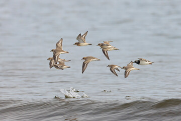 A mixed flock of three waterfowl species