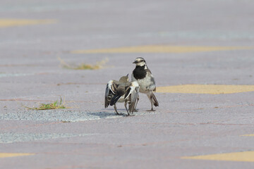 A young white wagtail begging its parent to feed it