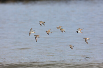 A mixed flock of three waterfowl species