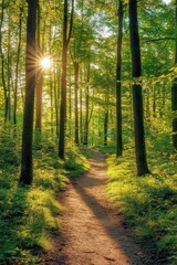Fototapeta premium Scenic Forest Path in Lush Green Pine Trees