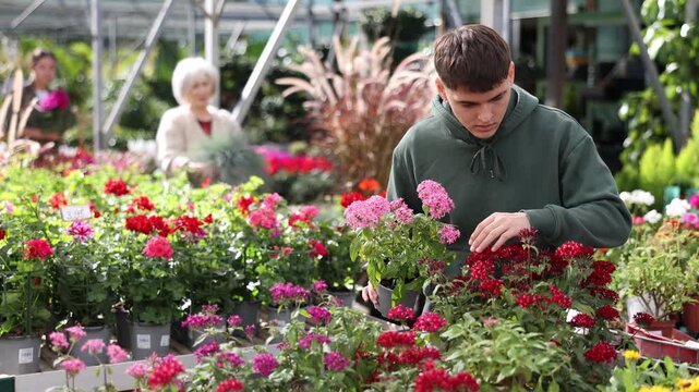 Guy visitor of flower boutique examines flowers of red pentas mix. High quality 4k footage