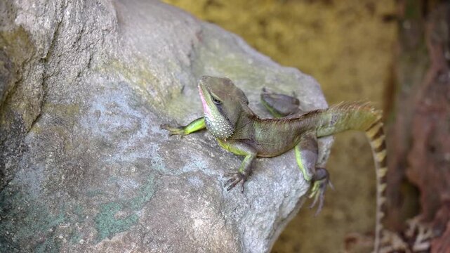 A male Chinese Water Dragon or Physignathus cocincinus, on a rock, moving his head up and down at Entopia, Penang Malaysia.