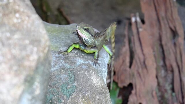 A male Chinese Water Dragon or Physignathus cocincinus, on a rock, with a tree stump in the background Entopia, Penang Malaysia.