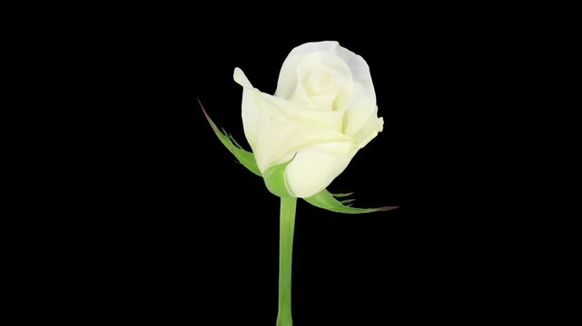 Time lapse of opening Akito rose