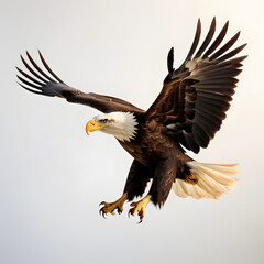 Fototapeta premium American bald eagle head illustration logo of a American eagle head American bald eagle 