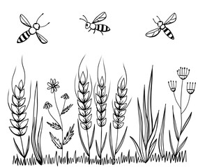 Wheat and chamomile wild flower in field with bee insect