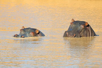 Two hippopotamus (Hippopotamus amphibius) submerged in water, South Africa.