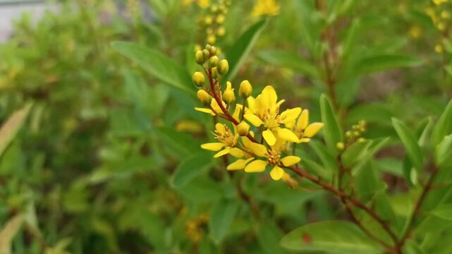 4k footage video Galphimia glauca (Also called hujan mas, noche buena, Gold shower thryallis, Noche buena, Rain of gold) flower.