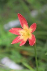 Red clay lotus or Thai lily
