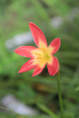 Red clay lotus or Thai lily