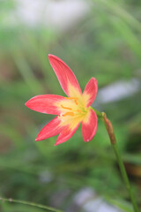 Red clay lotus or Thai lily