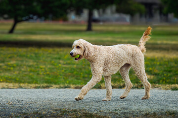 2024-08-13 A LARGE CREAM COLORED GOLDEN DOODLE WALKING ON A GRAVEL PATH WITH A GREEN BALL IN HIS MOUTH AT A OFF LEASH AREA AT THE MEDINA PARK IN MEDINA WASHINGTON-