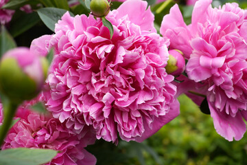 lush peonies bloom in the garden, summer nature. gardening. floral background.