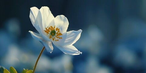 Obraz premium white magnolia flower