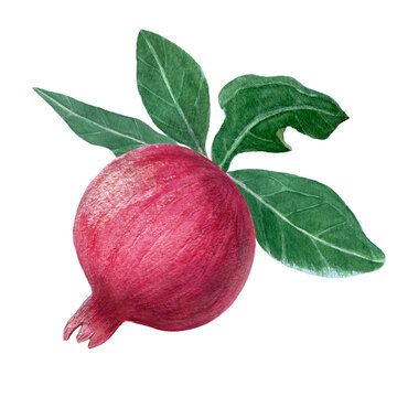 Red pomegranate with leafs detailed watercolor illustration isolated on white. Hand drawn realistic fruit element for fall harvest cards, culinary designs, home decor, prints. Autumn plant clip art
