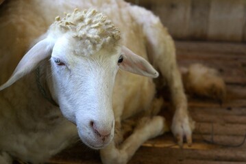 close up of a white goat in a cage, farm and cattle 