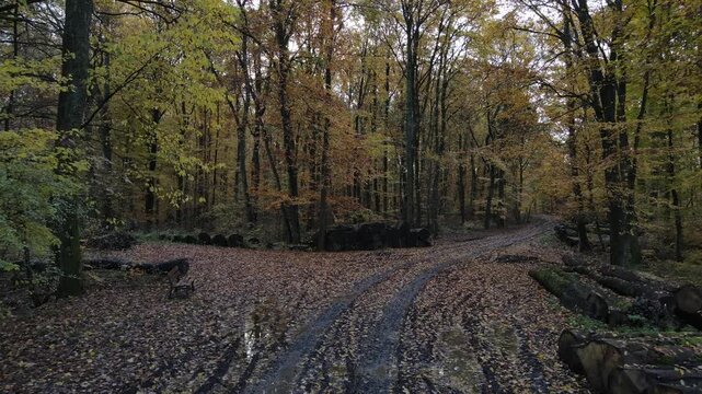Forest divide path, 2 way split road, decision to be made crossroads, Autumn
