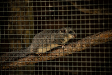 A small rodent with dark, glossy eyes sits on a tree branch inside a cage, peering through the wire...