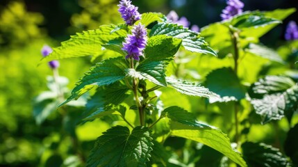 garden patchouli plant